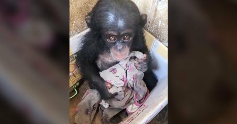 A mentők egy kartondobozban találtak egy aprócska csimpánzbébit, akinek csak egy szakadt takaró nyújtott kényelmet