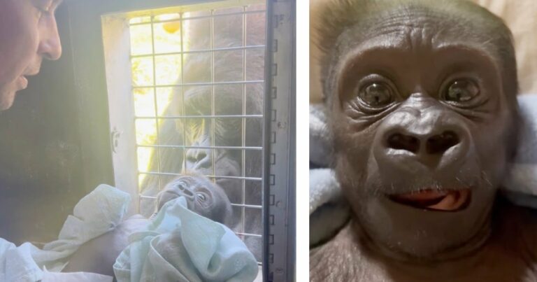 Állatkerti gondozó lép közbe, hogy gondoskodjon az anya által elutasított beteg gorillabébiről