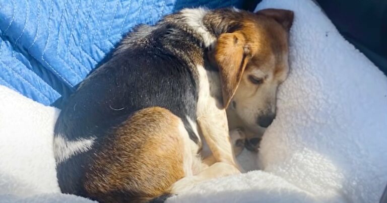 Pár látja, hogy az idős beagle-t ingyen adják el az interneten, és megmentik őt