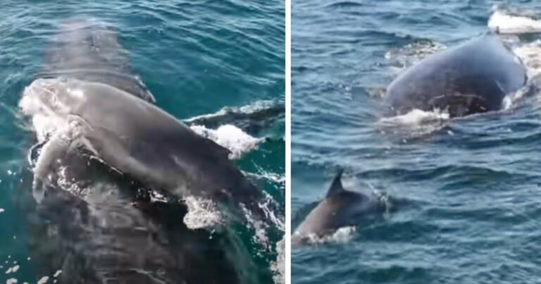Bátor delfinek védik a bálna anyát és kicsinyét a hím púpos bálnától