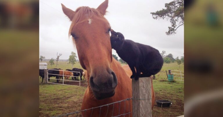 Macska felugrik a lóra legjobb barátja, és megy egy imádnivaló lovaglásra