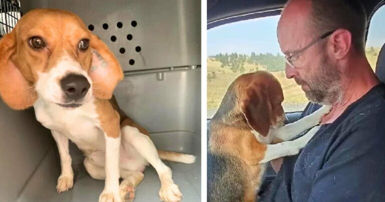 Laborból megmentett beagle a férfi ölébe ugrik és érzelmesen mutatja ki “háláját