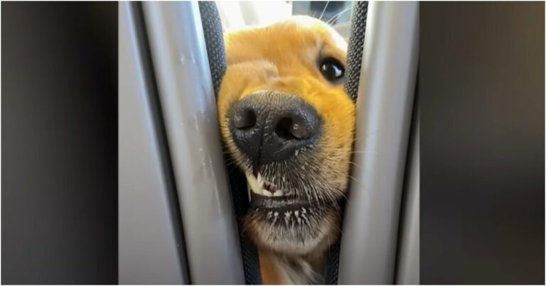 A kutya elragadtatja az utasokat, amikor ragaszkodik hozzá, hogy mindenkinek köszönjön a vonaton