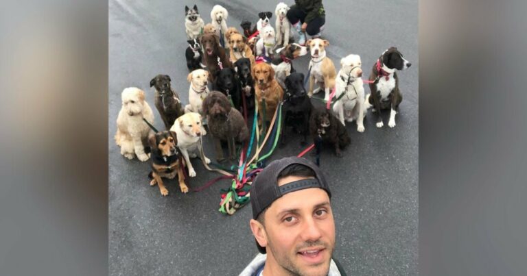 A karrierváltásra kész férfi megmutatja, hogy ő a “falkavezér”, aki egyszerre akár 20 kutyát is sétáltathat
