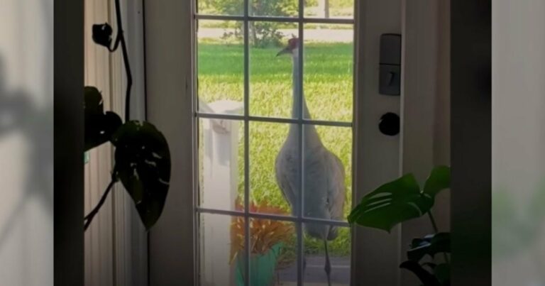 Crane minden egyes reggel meglátogatja a nőt, majd bemutatja őt az új családjának