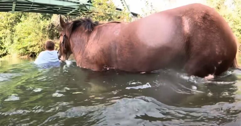 A férfi elviszi lovát 1 utolsó úszásra a nyár vége előtt, és a víz alatti felvételek gyönyörűek