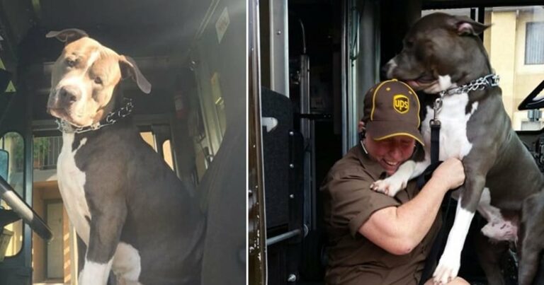 UPS sofőr örökbe fogad pitbull az útvonala mentén, miután a kutya gazdája elhunyt