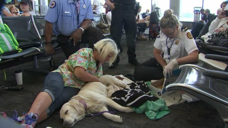 A szolgálati kutya a reptéren szülni kezdett, és valaki elkezdte rögzíteni a felvételt