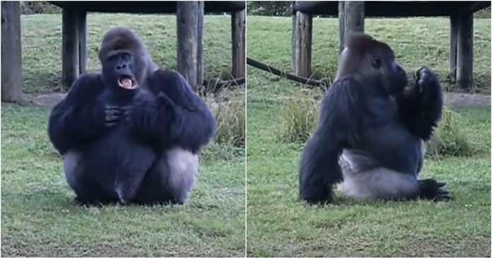 A gorilla jelbeszéddel jelzi az embereknek, hogy ne etessék, de ügyesen lopakodik utána