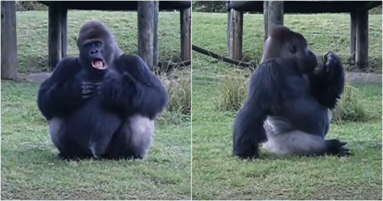 A gorilla jelbeszéddel jelzi az embereknek, hogy ne etessék, de ügyesen lopakodik utána