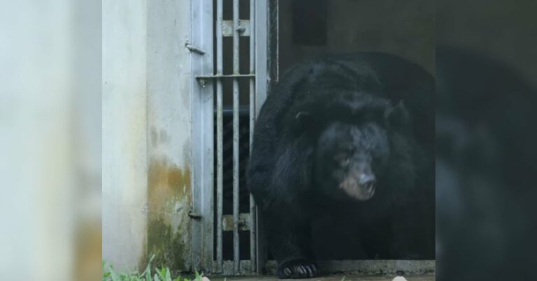 A 20 évig ketrecben tartott fekete medve végre először lép ki a szabadba
