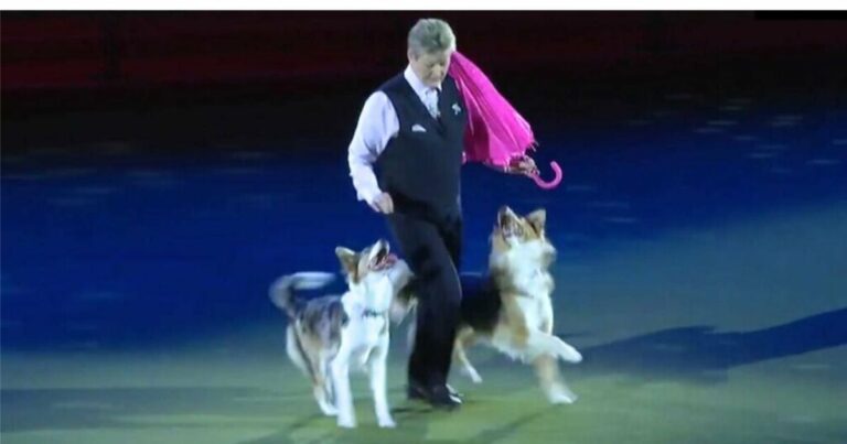 Imádnivaló kutyák ellopják a show-t a ‘Singin in the Rain’ bájos táncával
