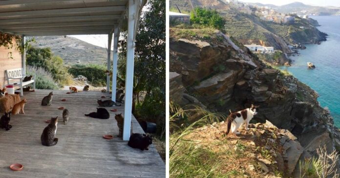 Egy gyönyörű görög szigeten található macskamenhely keres valakit 55 macska gondozására