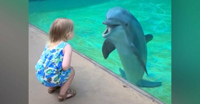 Kislány elolvad szívek miután imádnivaló “beszélgetés” a szuper szociális delfinnel