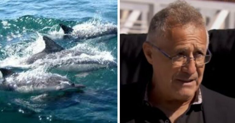 A tengerész a delfineknek köszönheti, hogy elvezették őt egy fuldokló nőhöz, és segítettek megmenteni az életét