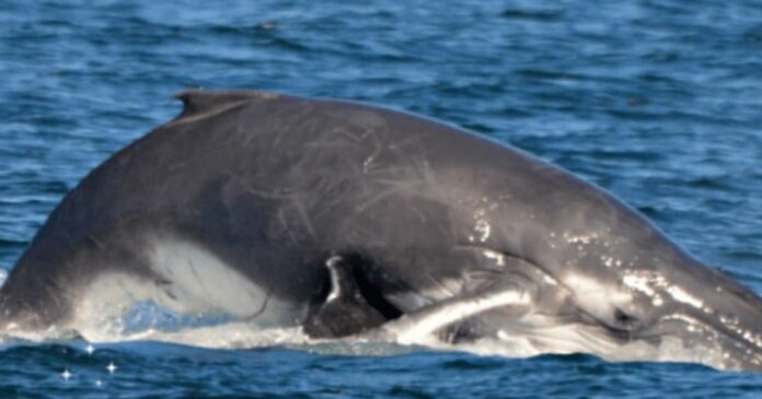 Hím bálna megpróbálja megölni a mamát és a bébijét, nem tudván, hogy a delfinek csoportja közbelépne