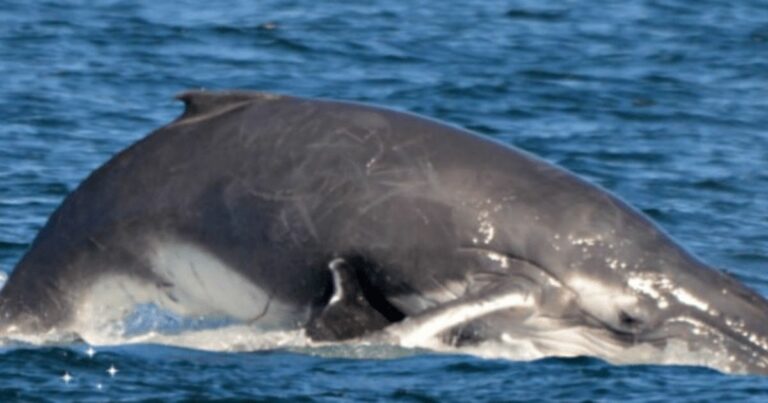 Hím bálna megpróbálja megölni a mamát és a bébijét, nem tudván, hogy a delfinek csoportja közbelépne