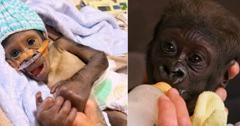 A férfi 2 óránként felébred, pelenkát cserél és etet, hogy megmentse a szélsőséges gorillabébit