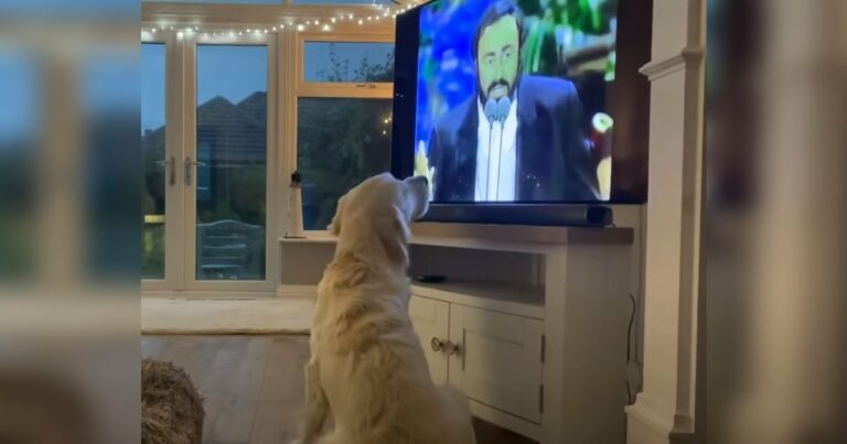 A zenekedvelő kutya meghallja a tévében az operaénekeseket, és a saját hangjával csatlakozik hozzájuk