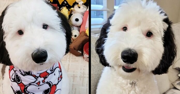 Az internet el van ájulva ettől az imádnivaló kutyától, aki pont úgy néz ki, mint Snoopy