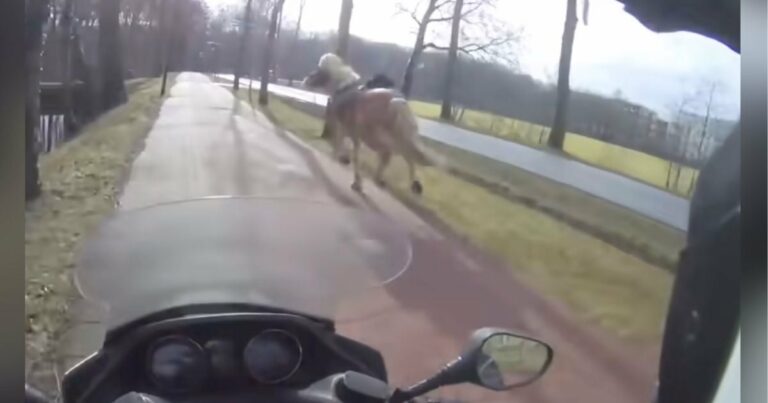 Robogós férfi észreveszi az úton futó ijedt lovat, és azonnal akcióba lendül