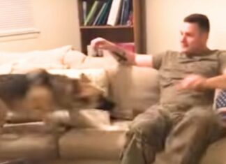 Német juhászkutya “nyüszít” örömében, amikor 9 hónap különélés után újra találkozik a katona apukájával