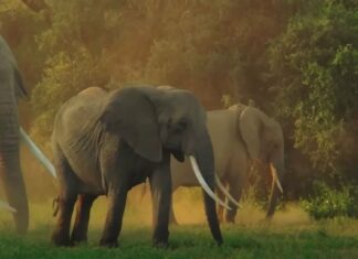 Ranger kap érzelmes “köszönöm” egész csorda elefántok után kiemelve baba ki a gödörből