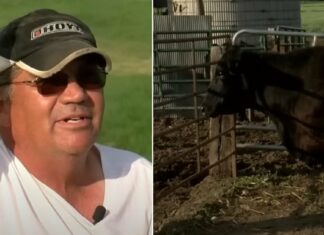 A gazda nem gondolt semmi szokatlanra a tehén vemhességével kapcsolatban, amíg nem került be a hírekbe