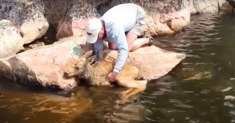 Kedves halászok észreveszik a folyóban fuldokló 2 bébi jávorszarvast, és hihetetlen mentést végeznek