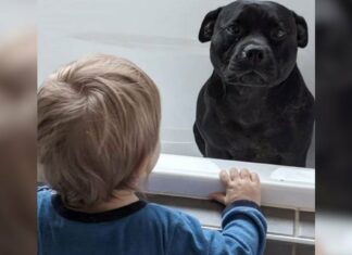 Kutya, hogy “utálja fürdés” rajtakapták lopakodik a szomszéd házba minden este, hogy csatlakozzon a gyerekek fürdési ideje