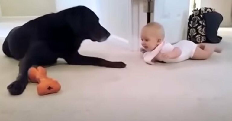 Apa filmezi, ahogy a kislány először kúszik, és a kutya édes tettei elolvasztják a szíveket