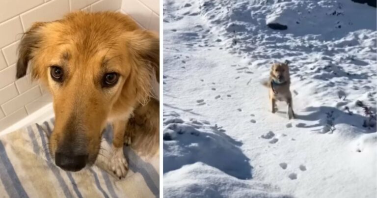 A sivatagban született kutya nem tudja visszatartani az örömét, amikor először lát havat