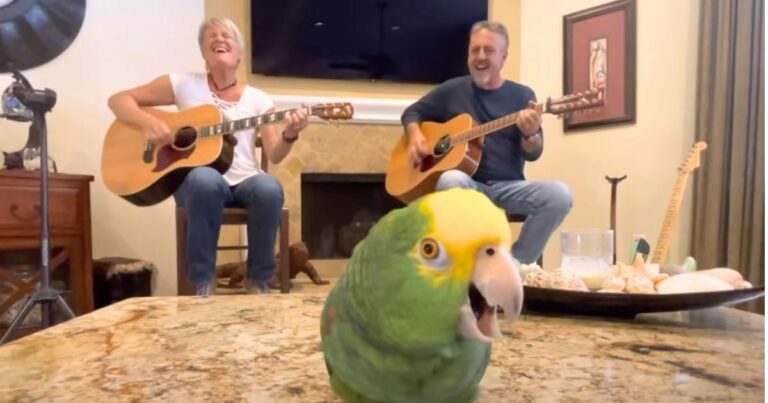 A tehetséges papagáj lenyűgözően adja elő Bob Dylan ‘Knockin’ on Heaven’s Door’ című dalát