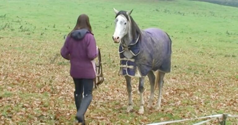3 hét különélés után a ló újra találkozik a gazdájával, aki a legjobban üdvözölte őt otthon