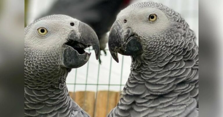 Pottyantós papagájok kénytelenek különválni, mert a legrosszabbul viselkedtek az állatkerti látogatókkal szemben