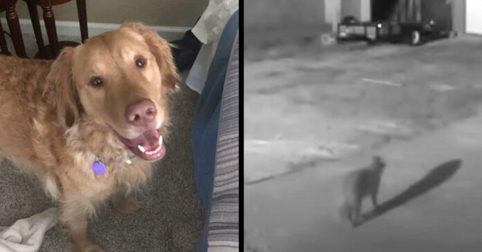 Családi kutya eltűnik, majd 1 év múlva észrevették rejtett kamerával