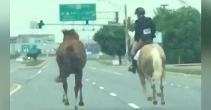 16 éves lány meglátja az autópálya felé futó ijedt lovat és azonnal akcióba lendül