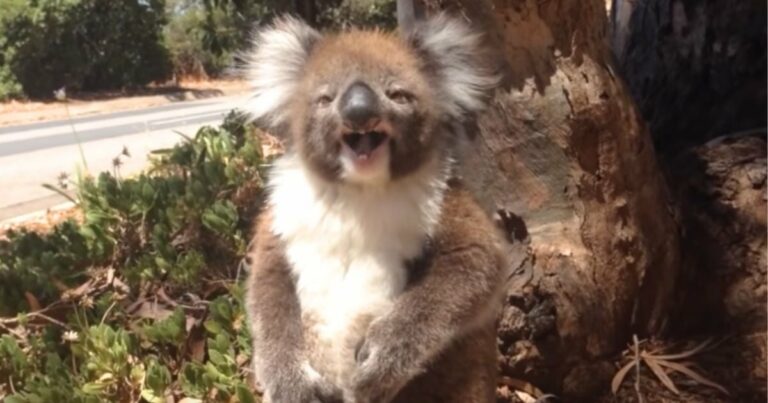 Koala elolvasztja a szíveket imádnivaló “hisztivel”, amikor kirúgják a fáról