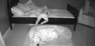 Anya rajtakapja a kisgyereket, amint kioson az ágyból, hogy összebújjon a kutyával, és a felvételek megolvasztják a szíveket