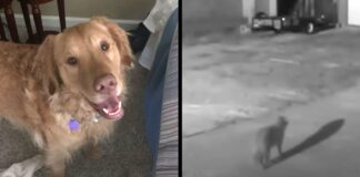 Családi kutya eltűnik, majd 1 év múlva észrevették rejtett kamerával