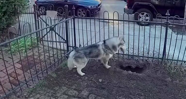 A hős kutya kitartó ásása végül megmenti az egész környéket