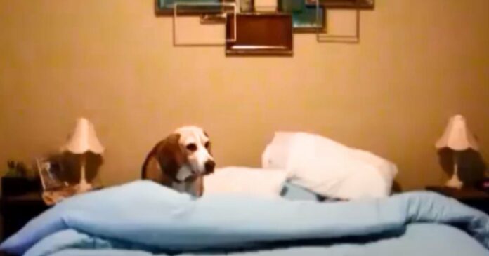 Beagle szívek ezreit olvasztja el, amikor bemutatja vicces “lefekvési rutinját