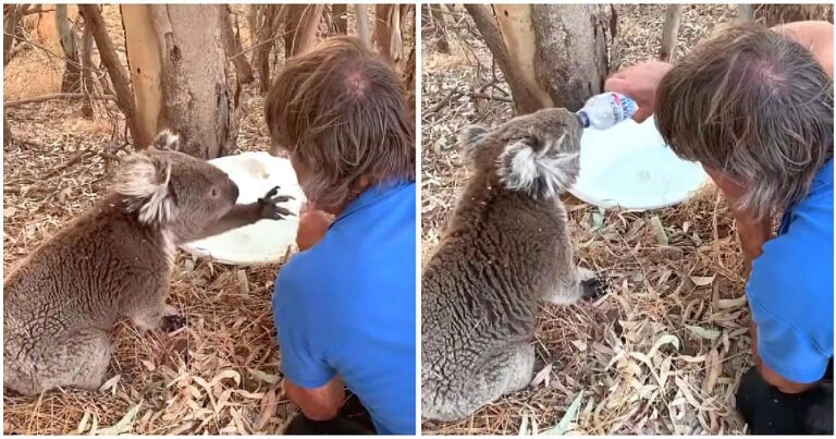 A szomjas koala csak így köszöni meg az embernek, miután vízzel mentette meg a forró napon