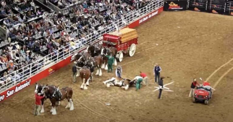 Aggódó közönség nézi, miután Clydesdale ló elesik a tangle-up során intenzív rodeó pillanatban