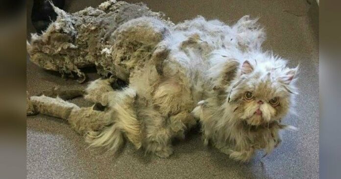 Rosszul bántak a macskával, akinek 5 kilónyi szőre volt összecsomósodva, és megkapta a szükséges átalakítást
