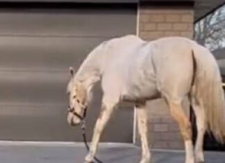 “Éhes” ló folyton kiszáll az istállóból, hogy a közeli klinikán lévő betegekről leemelje a rágcsálnivalókat