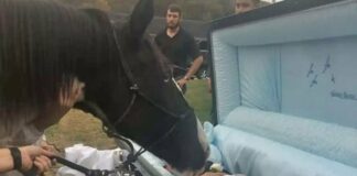 a súlyosan bántalmazott “ördögi” ló elbúcsúzik az egyetlen embertől, aki nem volt hajlandó lemondani róla