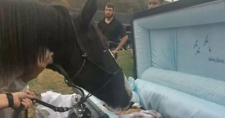 a súlyosan bántalmazott “ördögi” ló elbúcsúzik az egyetlen embertől, aki nem volt hajlandó lemondani róla