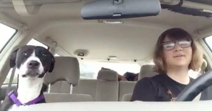Egy nő és a kutyája élvezik a normális autózást. Aztán egy Michael Jackson dal kezd el szólni