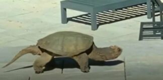 Családi udvarban felbukkan egy csuklós teknős. Másnap megtudják, hogy otthagyta a kicsinyeit